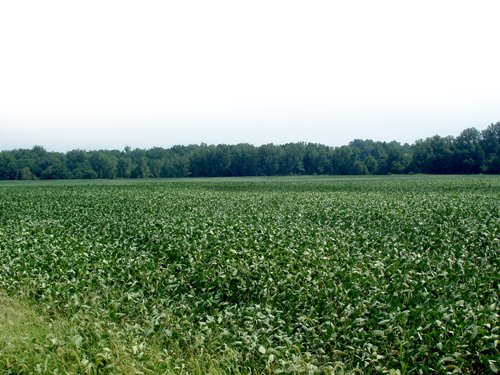 Property photo 3 - 98 +/- Acres Offered in 3 Tracts